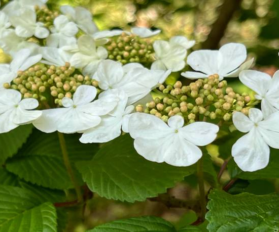 Viorne de chine 'Lanarth'