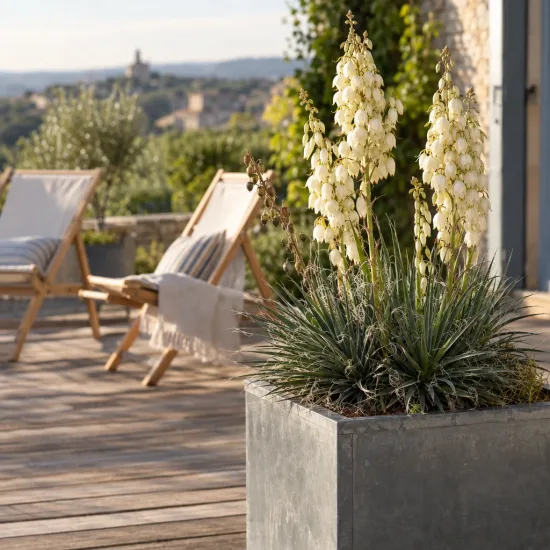 Résistant au sec (Yucca constricta) — plante graphique en bac sur terrasse en bois · Photo d'illustration