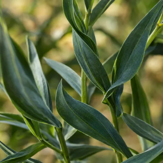 Alstrœmères (Alstroemeria) — gros plan sur longues feuilles lancéolées vertes · Photo d'illustration