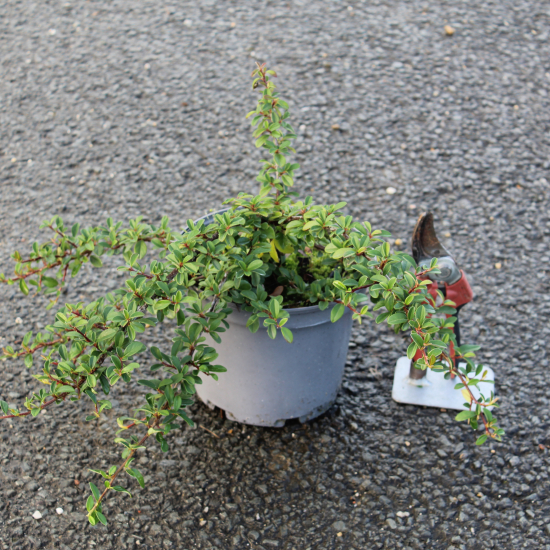 Cotonéaster 'Eichholz'