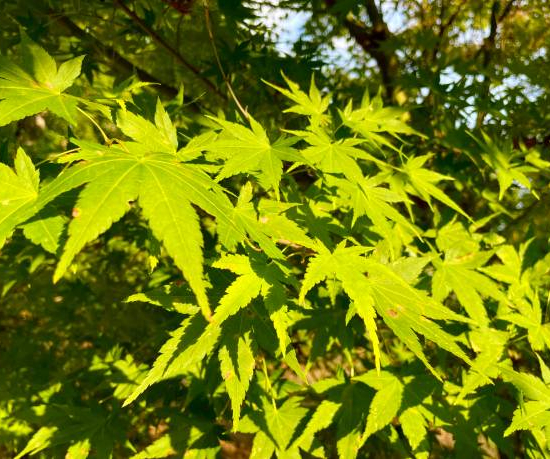 Érable du japon 'Sango kaku vert'