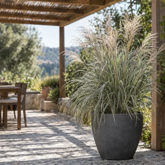 Miscanthus 'Morning light' (Miscanthus sinensis) — grande graminée en pot sur terrasse ensoleillée · Photo d'illustration