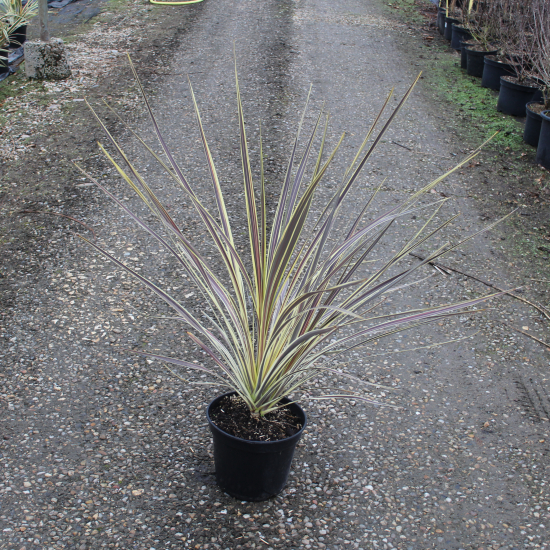 Cordyline 'Electric flash'