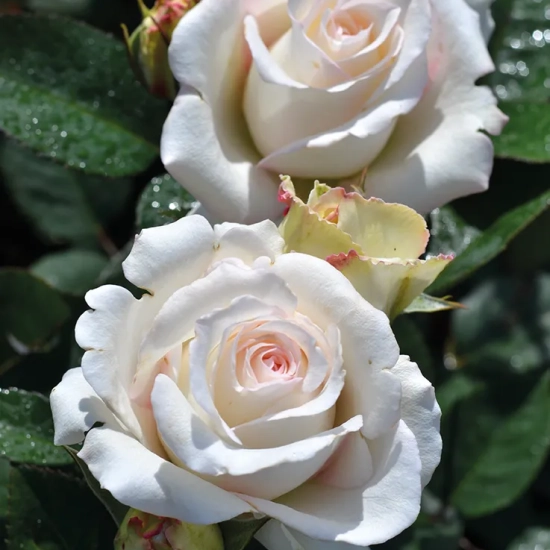 Rosier 'Lovely white voluptia'