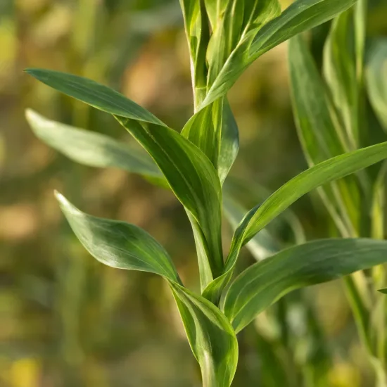 Alstrœmères (Alstroemeria sirius) — gros plan longues feuilles vertes spiralées · Photo d'illustration