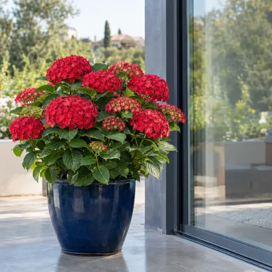 Hortensia 'Red ever belles' (Hydrangea macrophylla) — gros arbuste fleuri rouge dans un pot bleu · Photo d'illustration