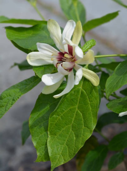 Calycanthus Venus