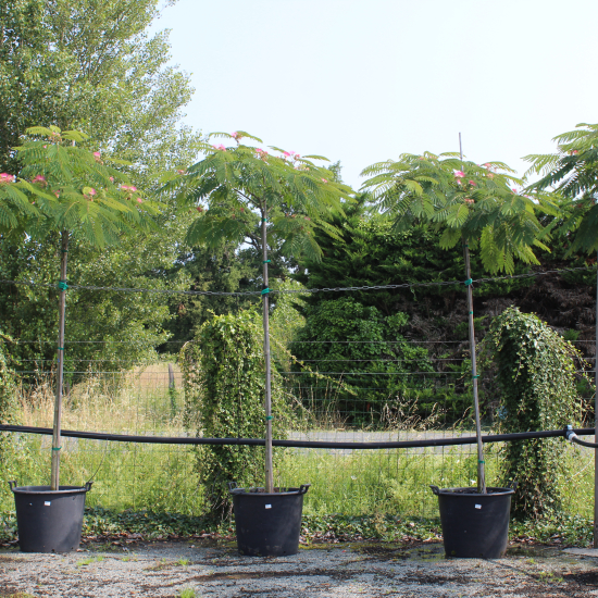 Arbre à soie Ombrella boubri