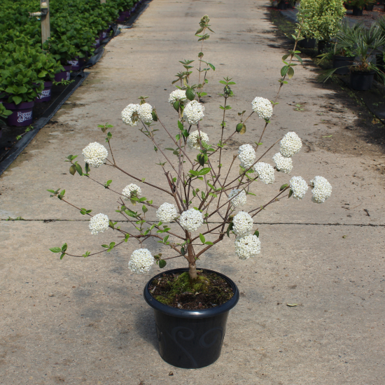 Osmanthe de burkwood