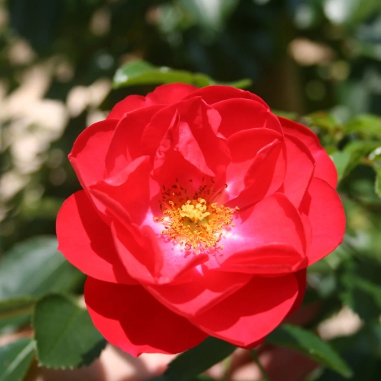 Rosier 'Kadora '