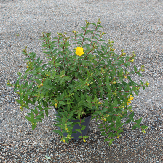 Millepertuis de hooker 'Hidcote'