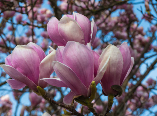 Magnolia de soulange