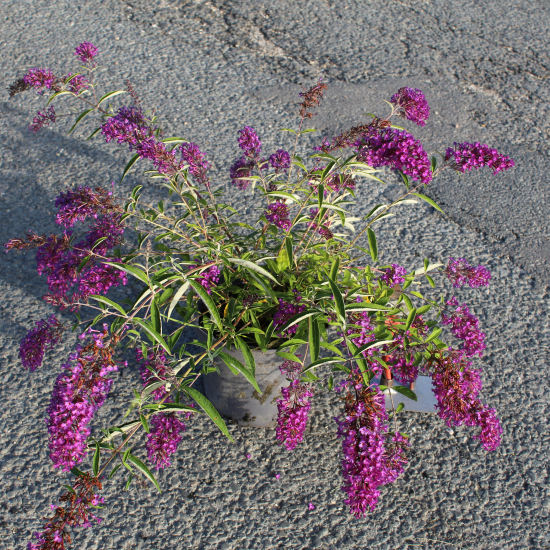 Arbre aux papillons 'rouge mauve'