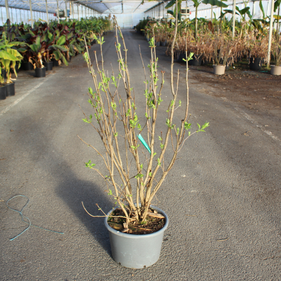 Lilas commun 'Mme lemoine blanc'