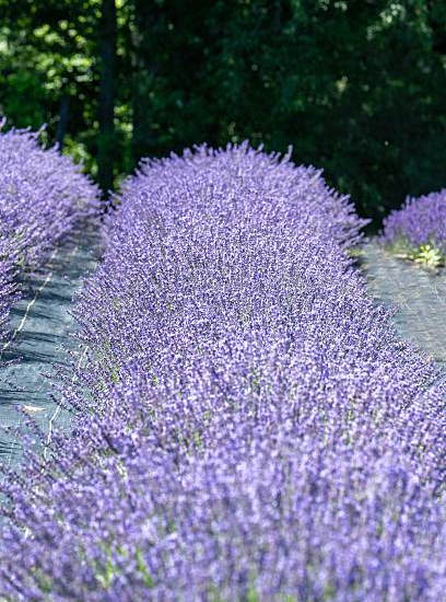 Lavandin 'Phenomenal'