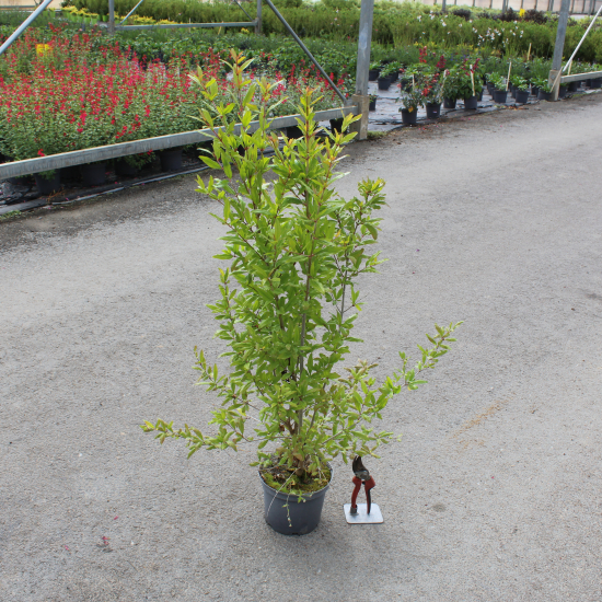 Grenadier à fleurs 'Wonderfull'