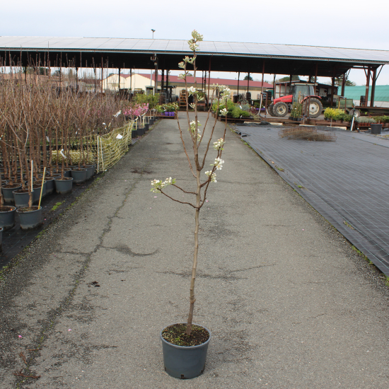 Poirier 'Bon chretien williams'