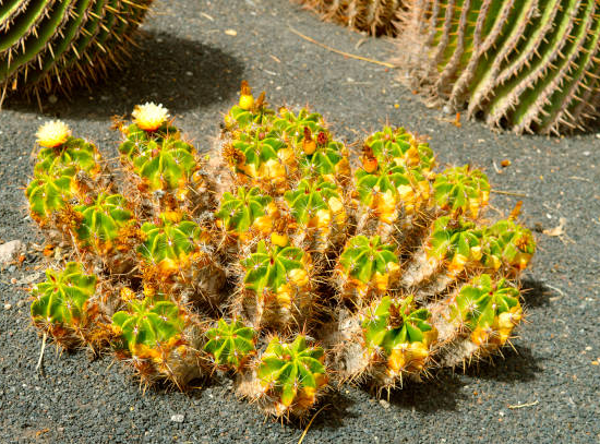 Ferocactus 'robustus'