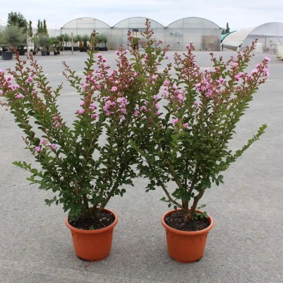 Lilas des indes 'Souvenir d'hubert puard'