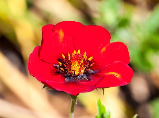 Potentille 'Red jocker'