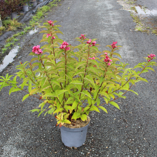 Weigelia 'Bristol ruby'