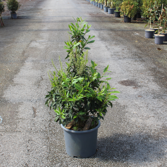 Laurier du portugal 'Angustifolia'