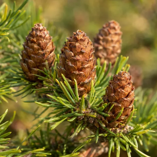 Mélèze hybride (Larix eurolepis) — cônes bruns entourés d’aiguilles vertes · Photo d'illustration
