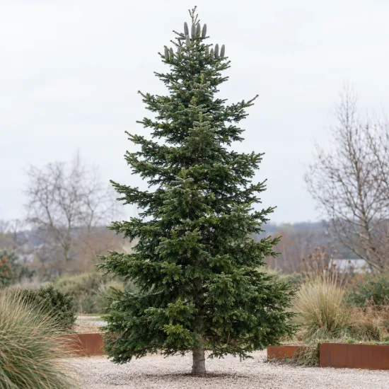 Sapin pectiné (Abies alba) — grand conifère isolé sur allée gravillonnée · Photo d'illustration