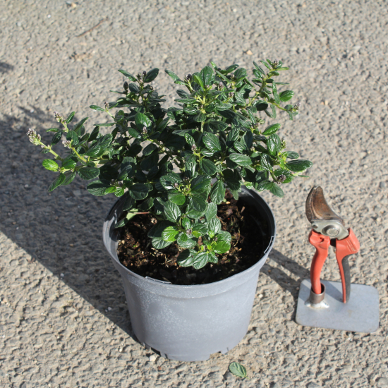 Céanothe gris 'Yankee Point'