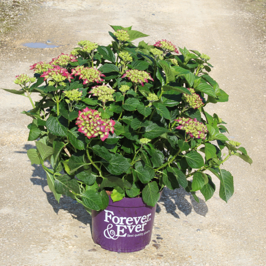 Hortensia 'Forever and ever rouge'