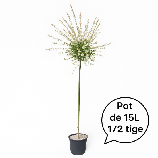 Saule crevette 'Hakuro nishiki'