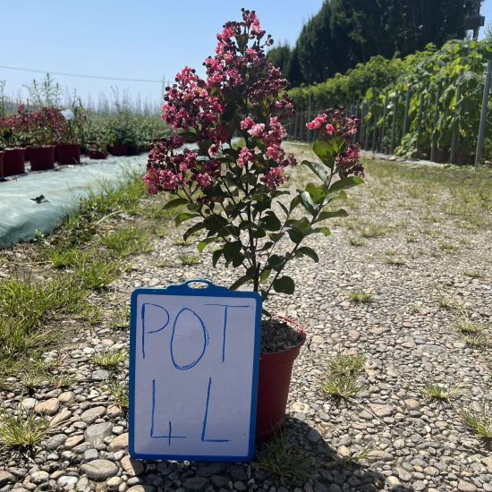 Lilas des indes 'Berlingot menthe'