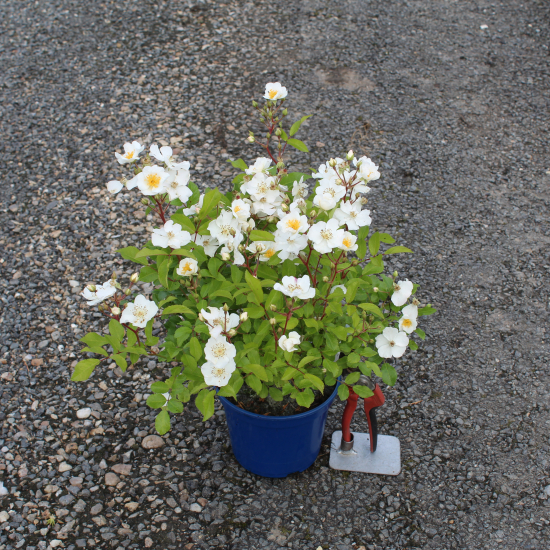 Rosier 'Alba visamalbi'