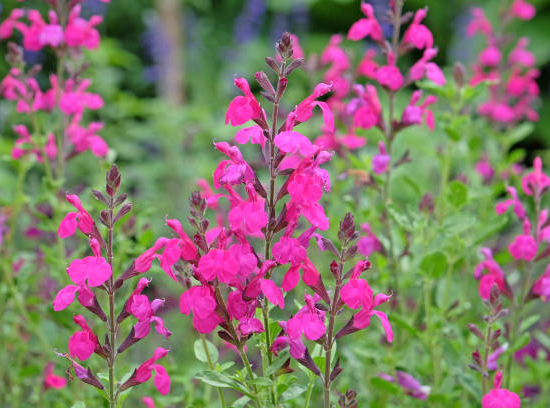Sauge microphylle rose
