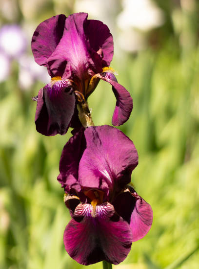 Iris nain 'Cherry garden pourpre'