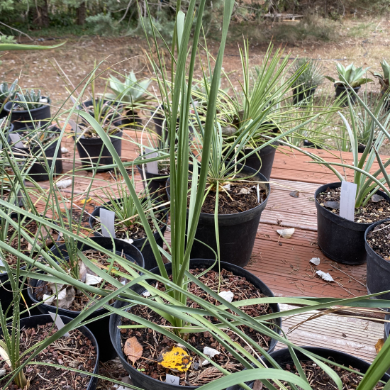 Dasylirion  duranguense