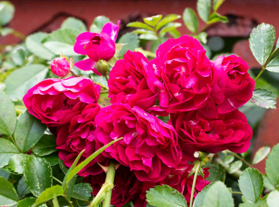 Rosier 'Emera noatraum rose fuchsia '