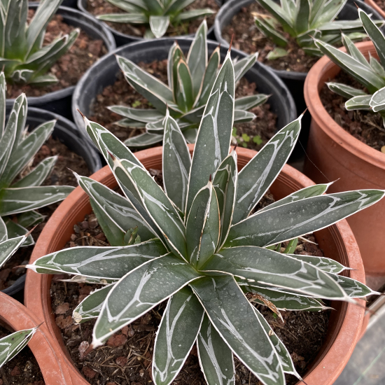 Agave  'Bustamante'