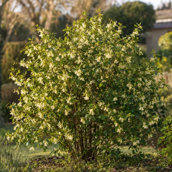 Chèvrefeuille d'hiver (Lonicera fragrantissima) — grand arbuste fleuri isolé dans un jardin · Photo d'illustration