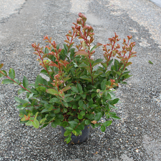 Lilas des indes 'Purple star'
