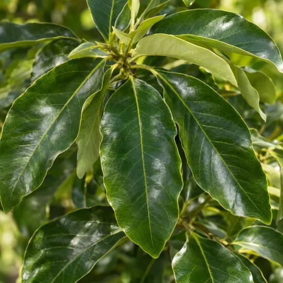 Avocatier race antillaise 'Degania' (Persea americana) — gros plan sur feuillage vert luisant