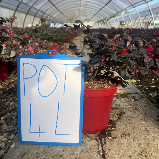 Loropétale de chine 'Black pearl'