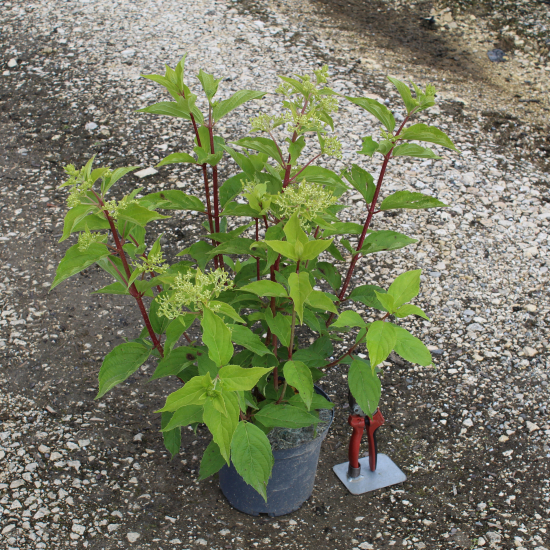 Hortensia paniculé 'Phantom'