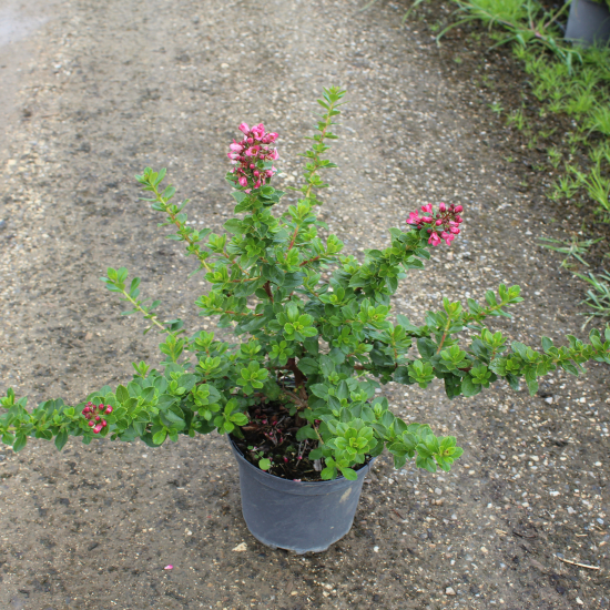 Escallonia 'Cardinalis'