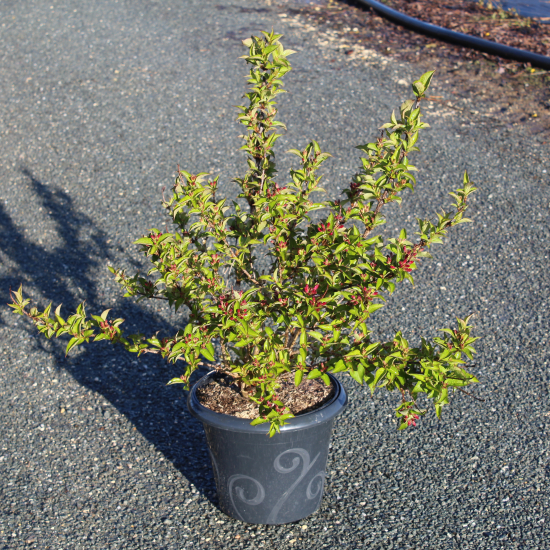 Weigelia 'Stelzneri rose'
