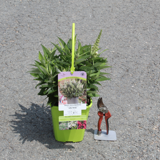 Arbre aux papillons 'petit blanc'