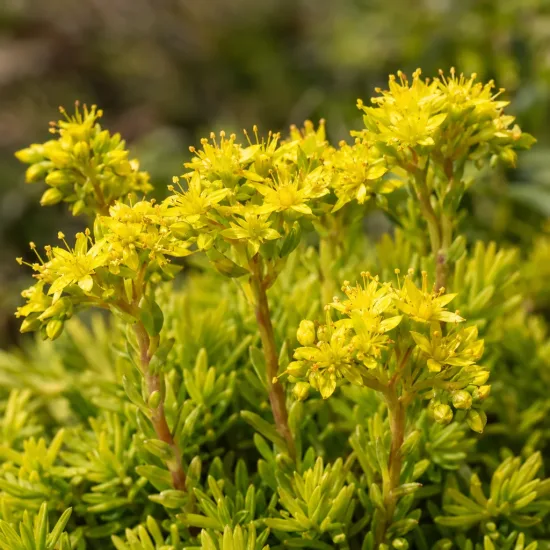 Sedum 'Ball' (Sedum lemon) — fleurs étoilées jaunes au-dessus d’un feuillage dense · Photo d'illustration