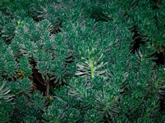 Orpin/sedum 'rupestre'