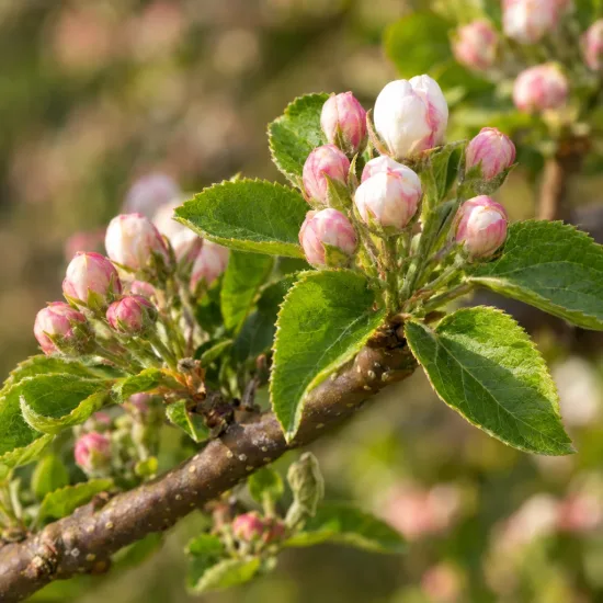 Pommier 'Akane' (Malus domestica) — branche avec boutons floraux roses et blancs · Photo d'illustration