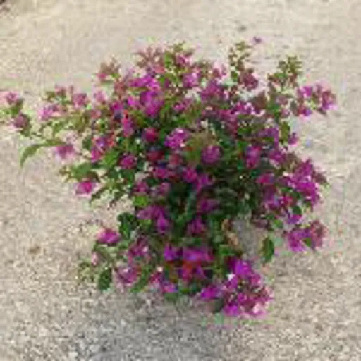 BOUGAINVILLEA glabra sanderiana
